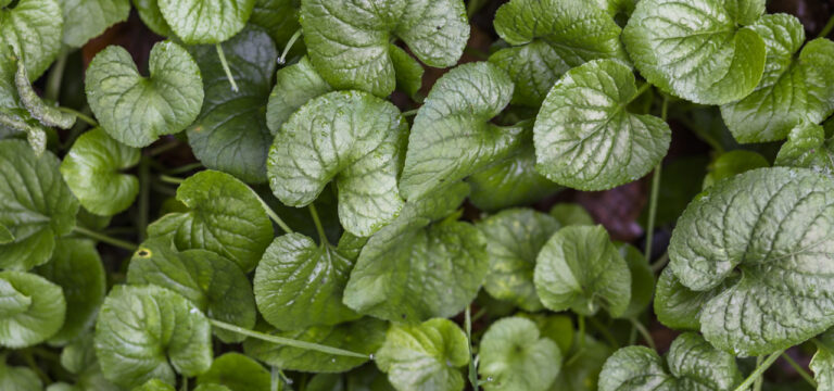 centella asiatica a cosa serve centella asiatica proprietà